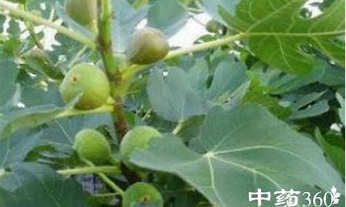 无花果叶治疗白斑实例_无花果叶治疗白癜风的方法是什么检查