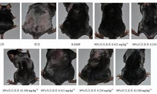 小鼠皮肤黏膜颜色_白癜风样小鼠皮肤脱色模